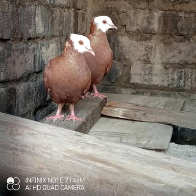 mukhi red beauty