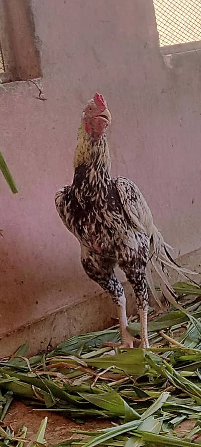 Aseel cheena pair