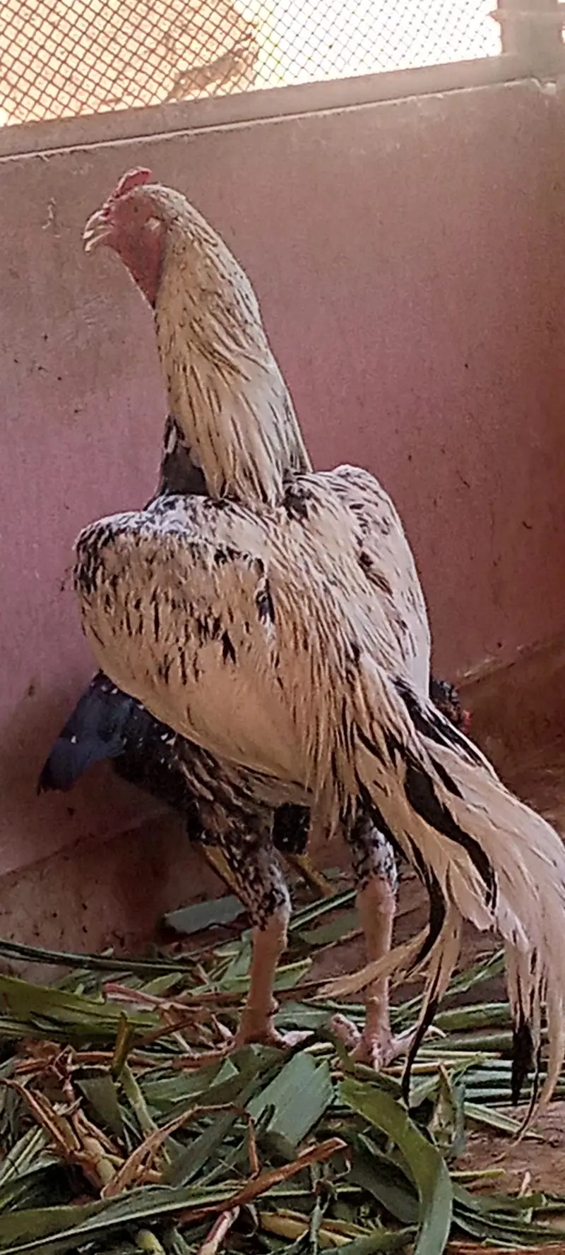Aseel cheena pair — photo 3