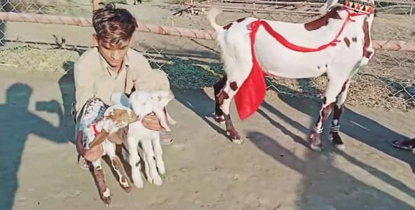 3 Bacchon Ka Sath Desi Bakri For Sale = O328811O75O