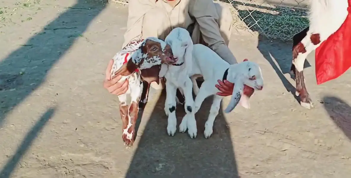 3 Bacchon Ka Sath Desi Bakri For Sale = O328811O75O — photo 2
