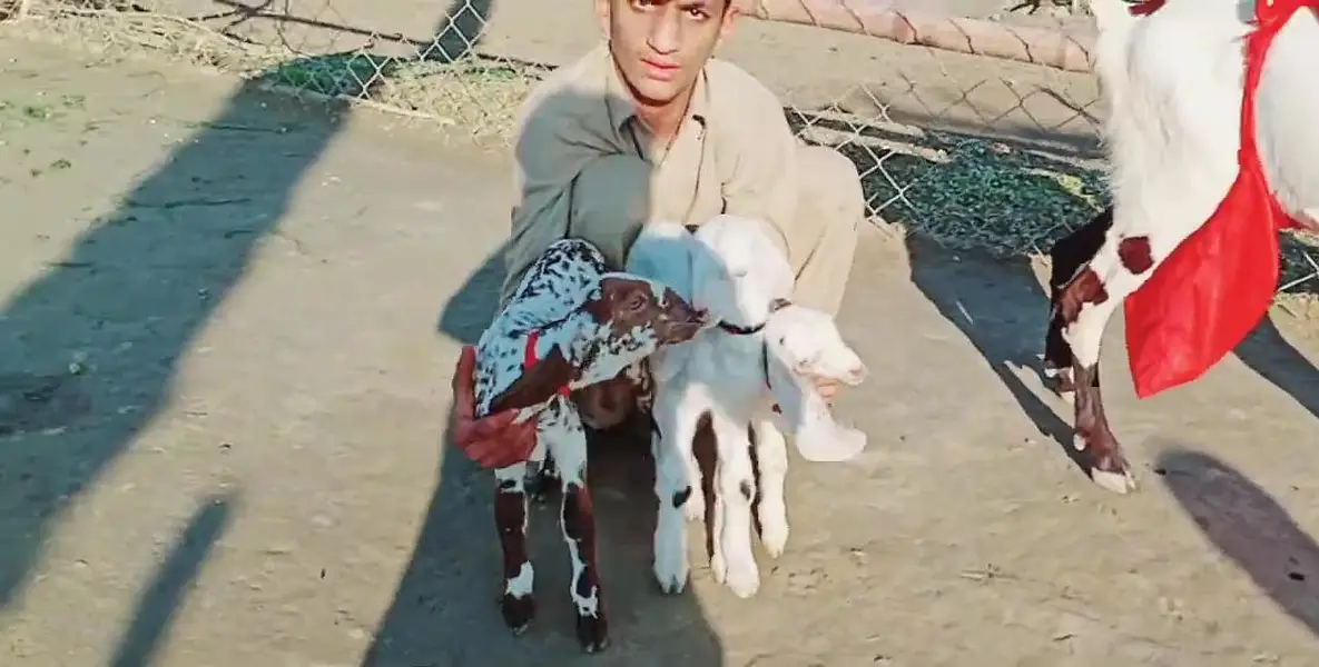 3 Bacchon Ka Sath Desi Bakri For Sale = O328811O75O — photo 4