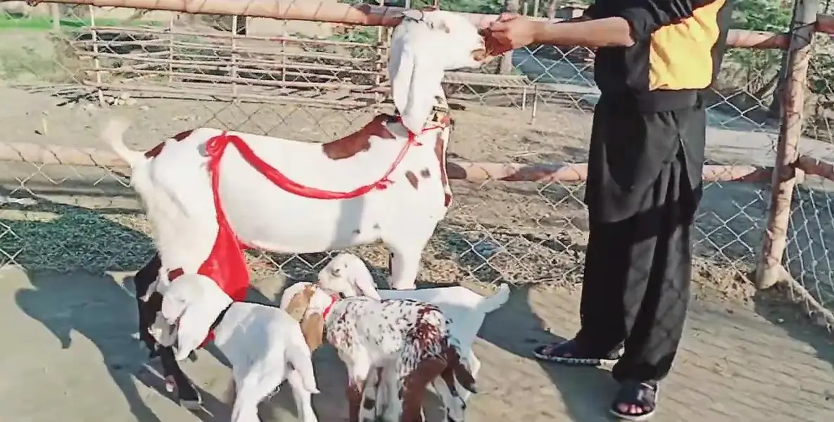 3 Bacchon Ka Sath Desi Bakri For Sale = O328811O75O — photo 6