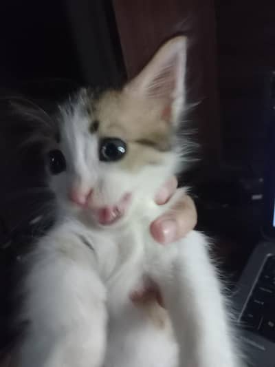 Cute kitten