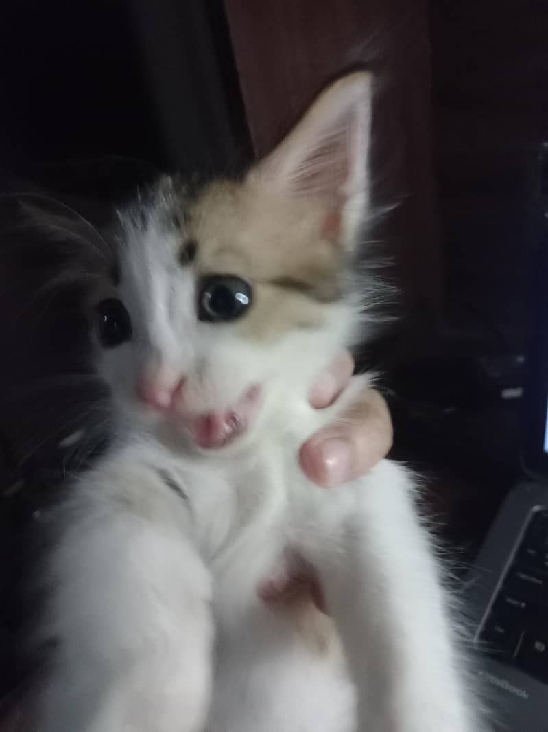 Cute kitten 0