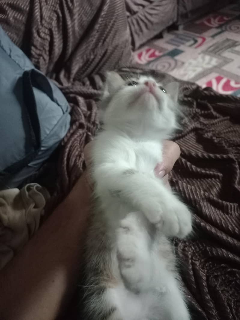 Cute kitten 1