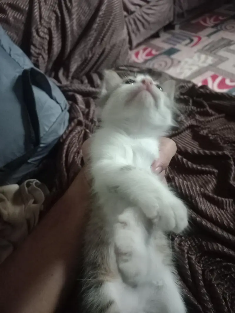 Cute kitten — photo 2