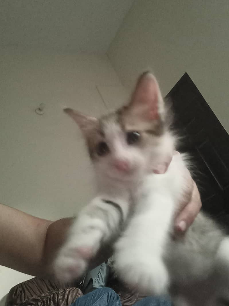 Cute kitten 2