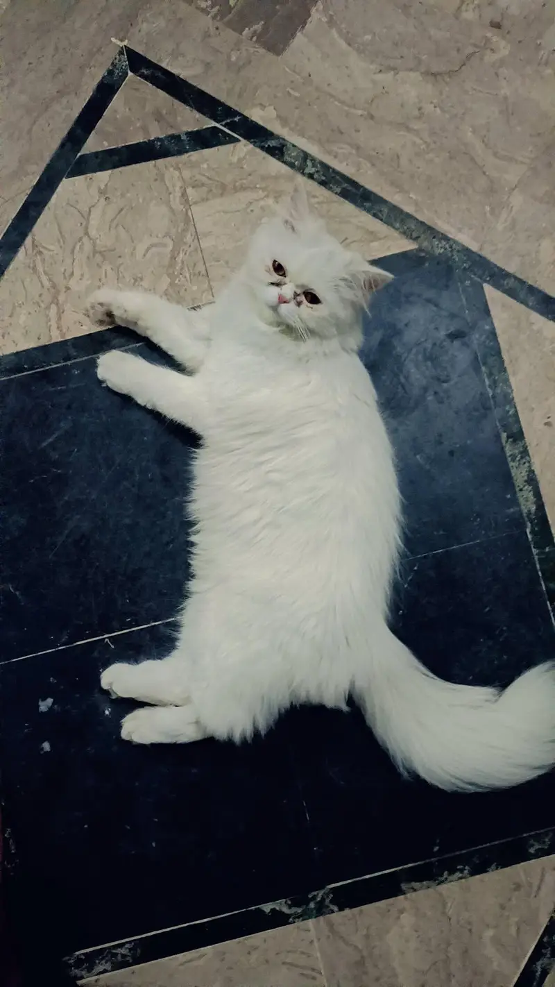 Persian Kitten & Cat Triple Coated — photo 2