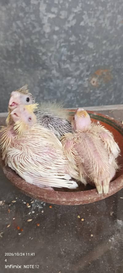 chicks for handtame