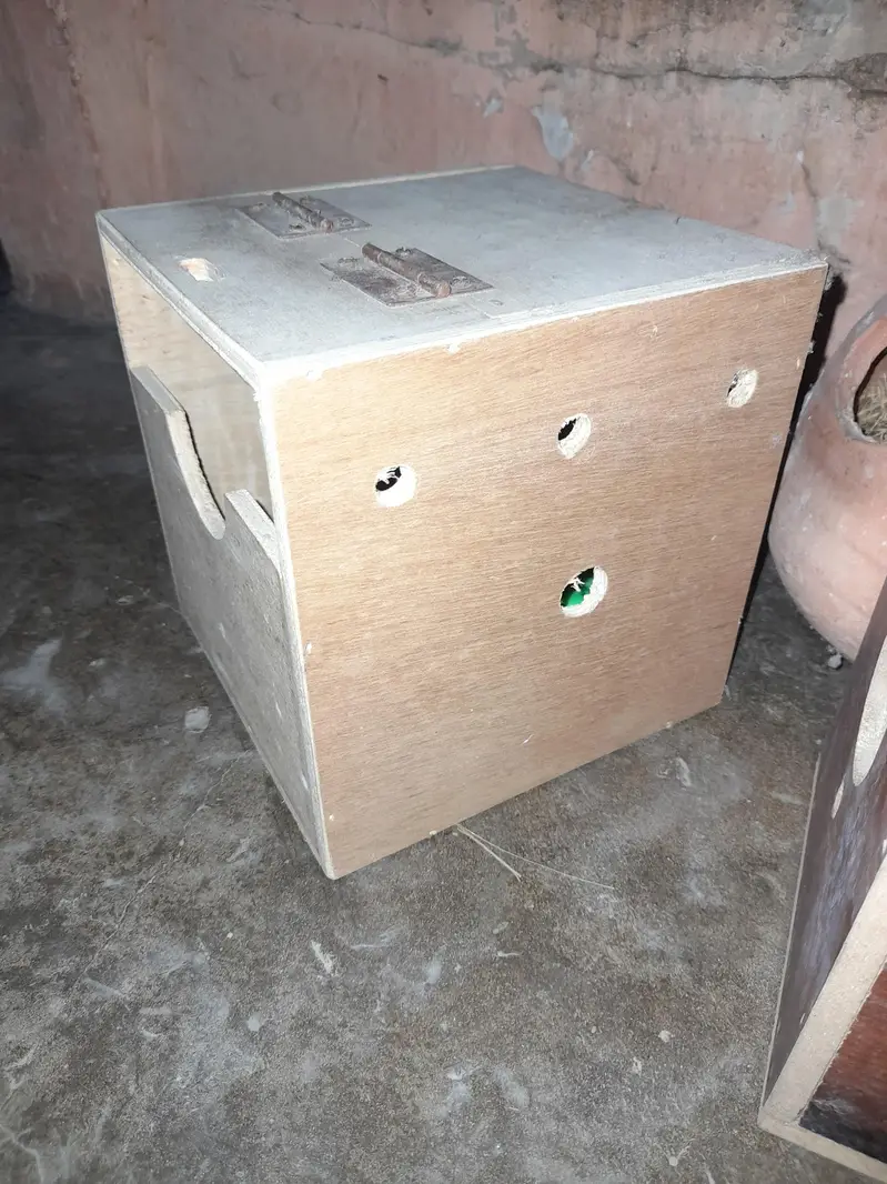 java love bird finches box available for sale — photo 2