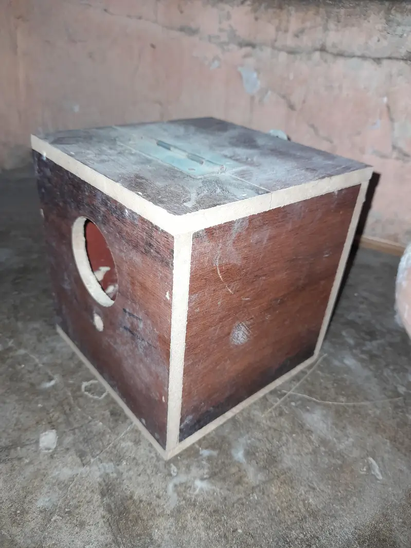 java love bird finches box available for sale — photo 4