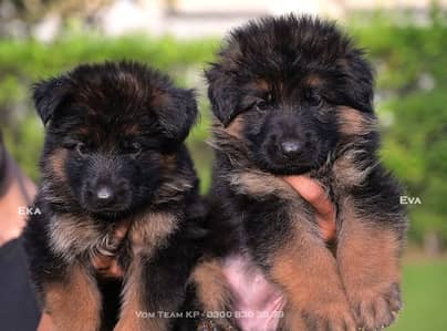 German Shepherd| Puppy | Double Coat puppies | Dog For Sale |GSD