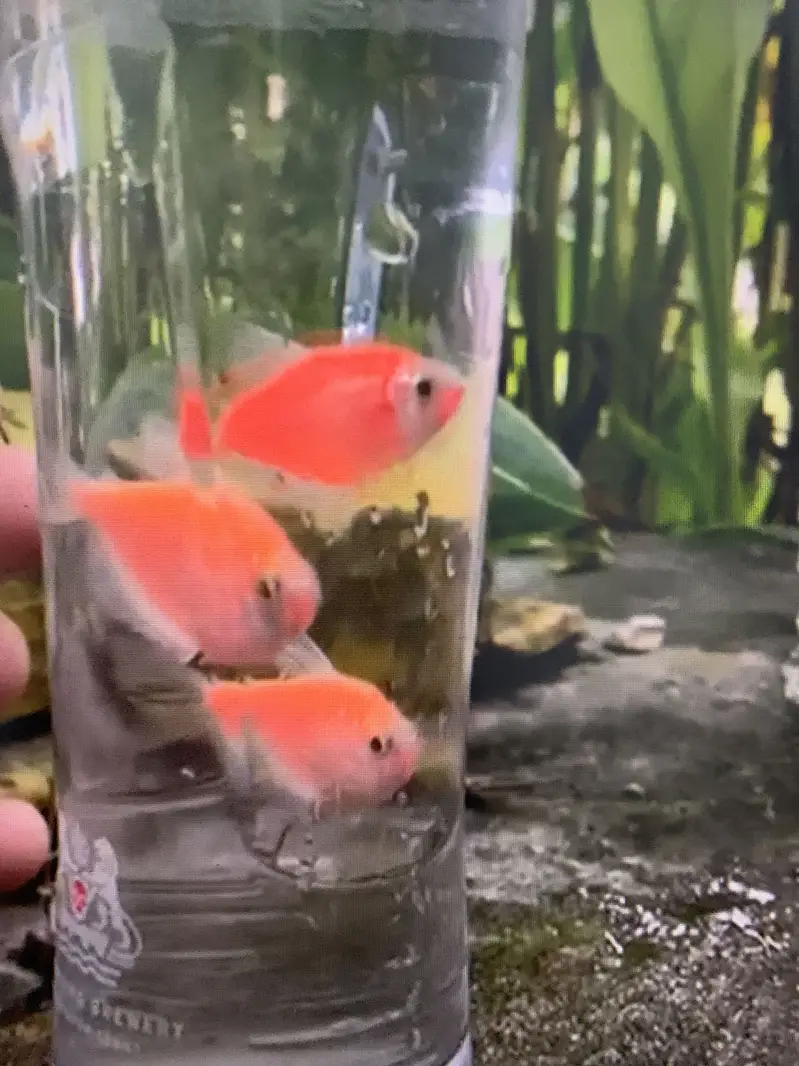 Aquarium fancy fish best rate — photo 3