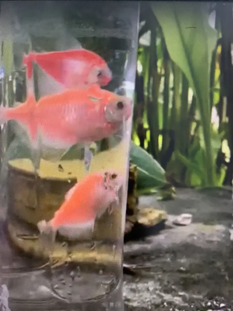 Aquarium fancy fish best rate — photo 4