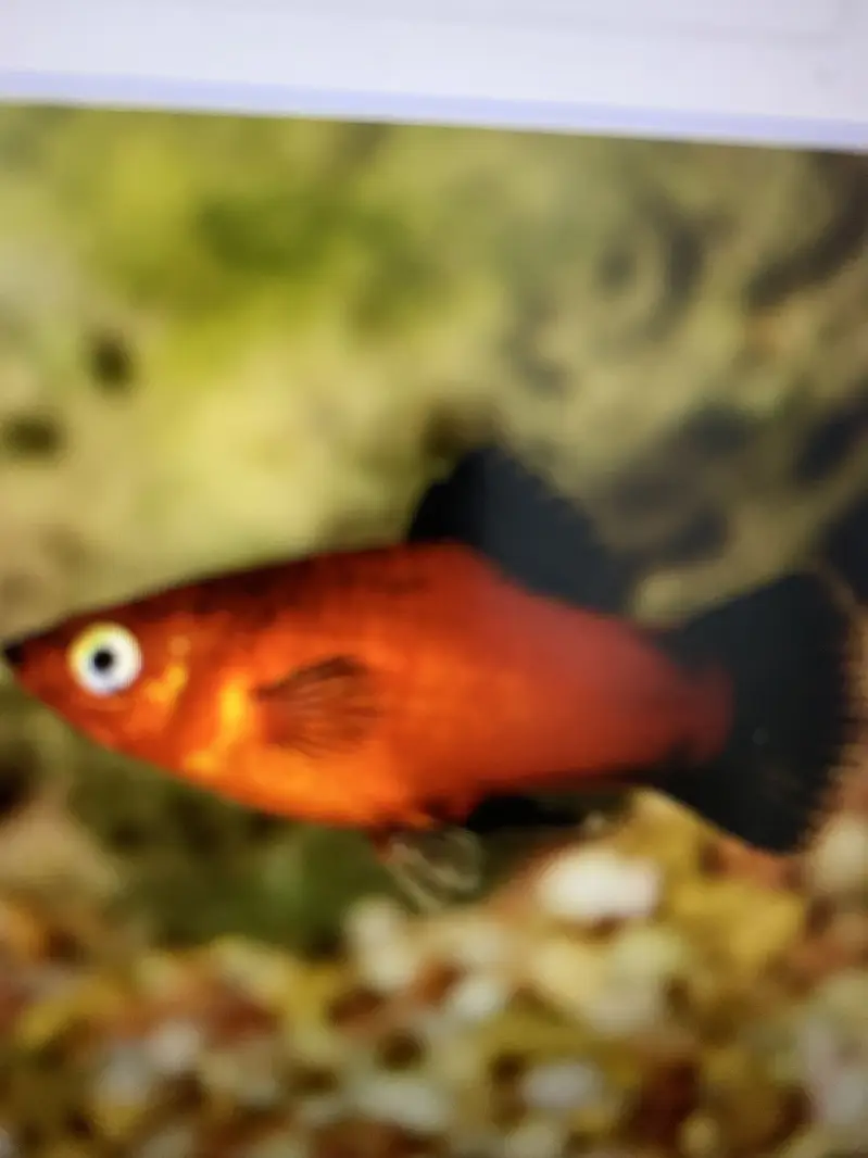 Aquarium fancy fish best rate — photo 6