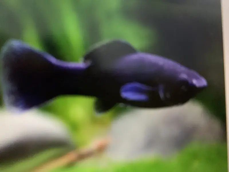 Aquarium fancy fish best rate — photo 7