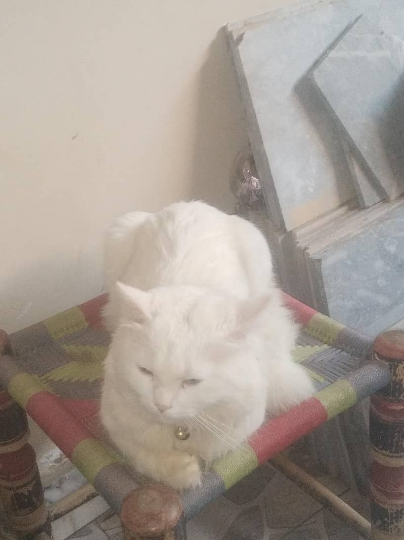 persion Cat 0