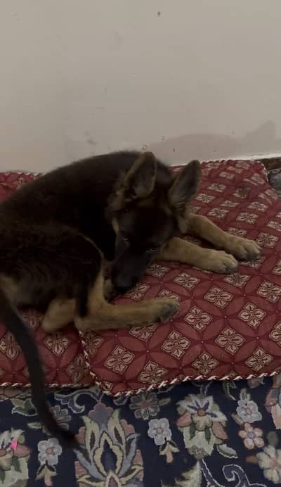 German shephard male puppy