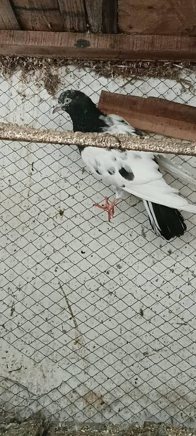 healhy and active male
