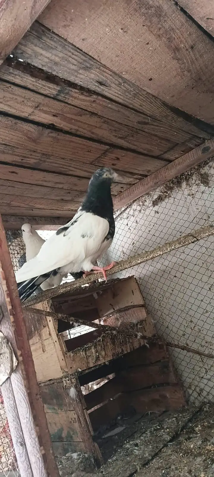 healhy and active male — photo 2