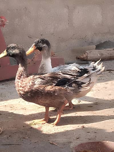 Ducks for sale urgent