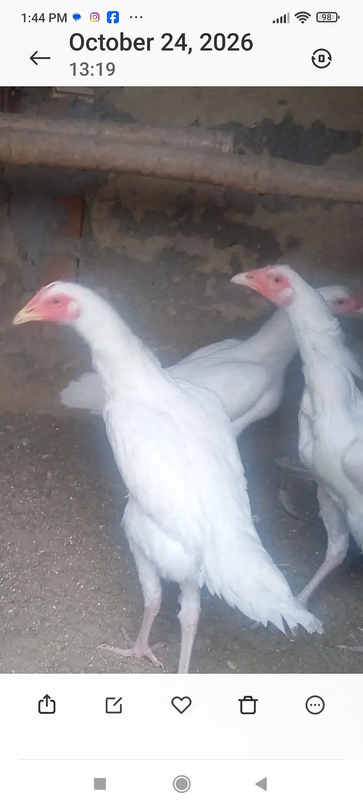 Heeral Aseel 0333  5115889 — photo 2