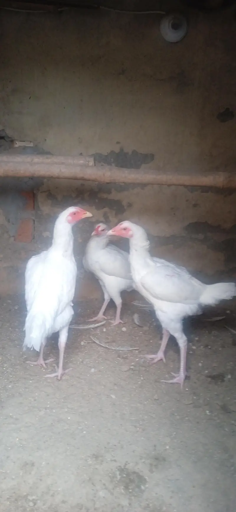 Heeral Aseel 0333  5115889 — photo 5