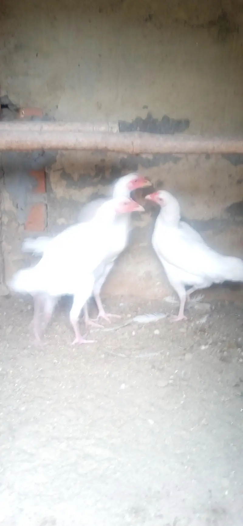Heeral Aseel 0333  5115889 — photo 6