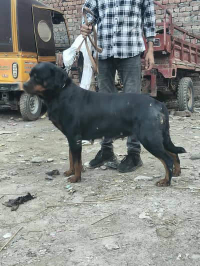 Rottweiler female non pedigree