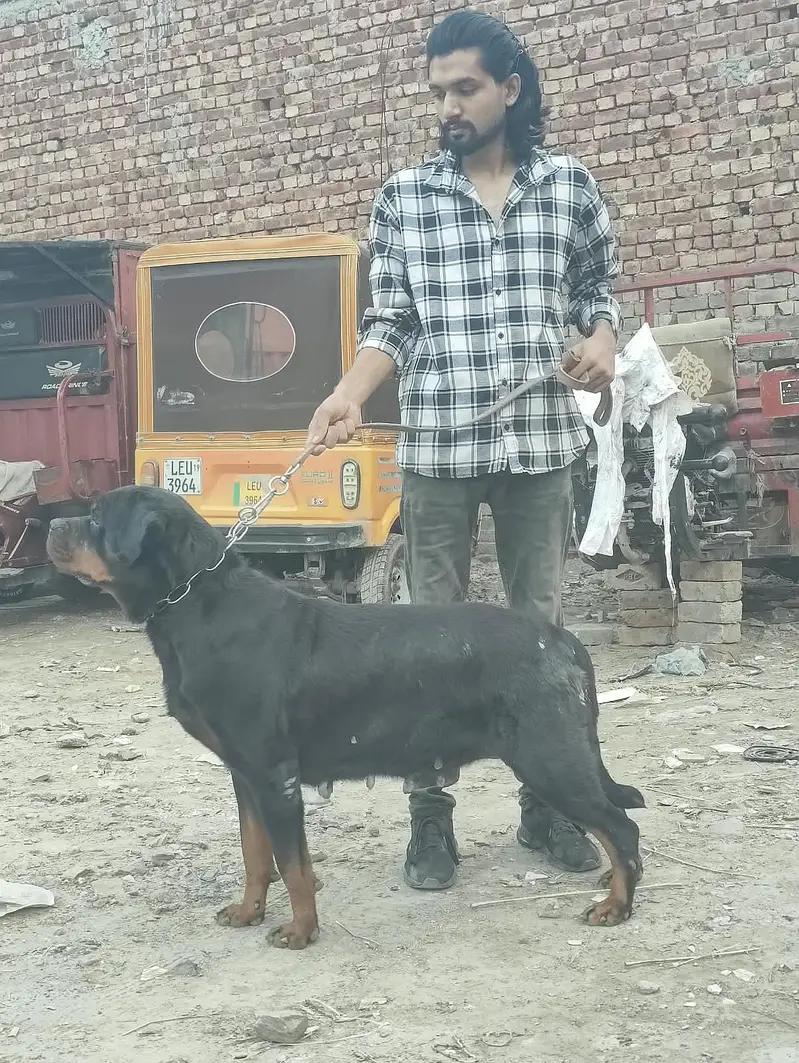 Rottweiler female non pedigree — photo 2