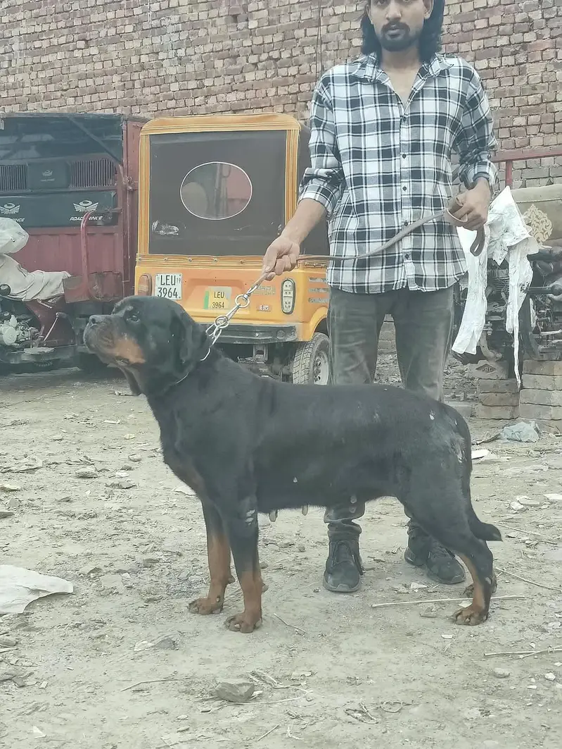 Rottweiler female non pedigree — photo 3