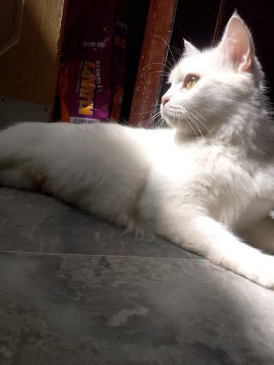white female Persian cat