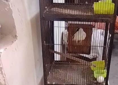 albino black eyes breeder pair for sale