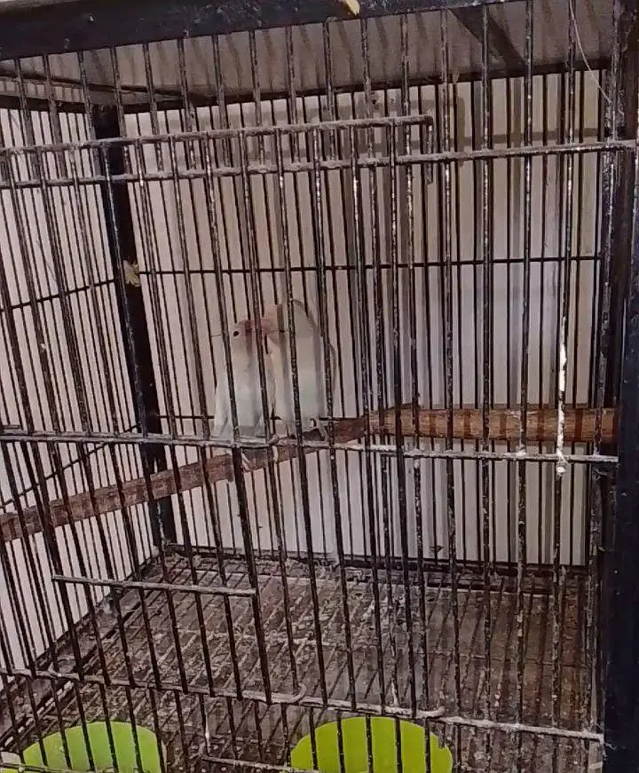 albino black eyes breeder pair for sale — photo 2
