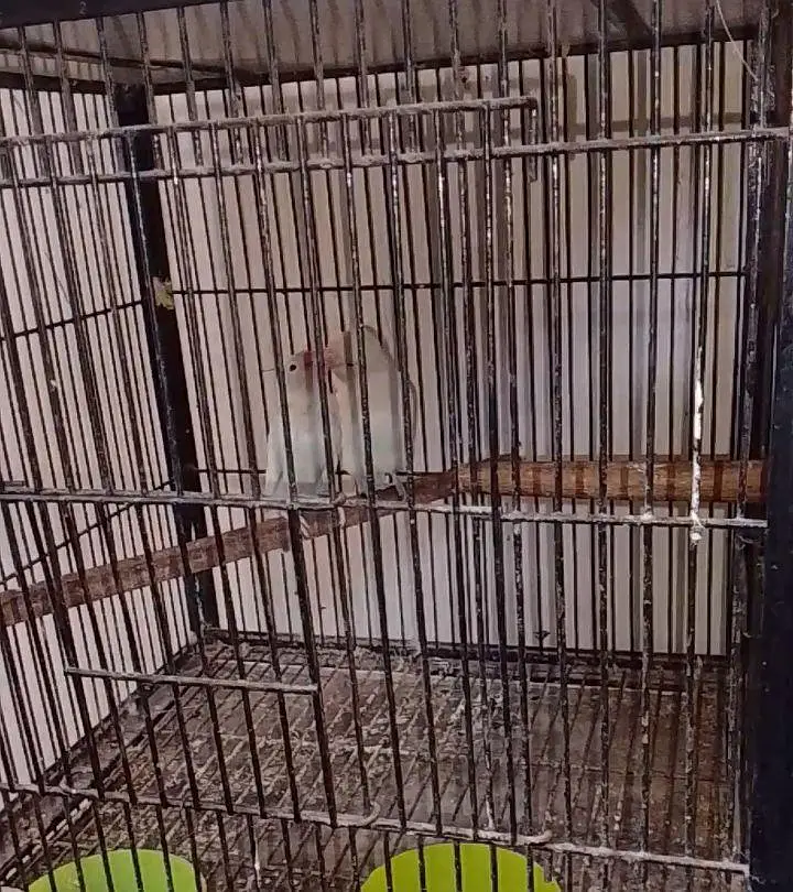 albino black eyes breeder pair for sale — photo 3