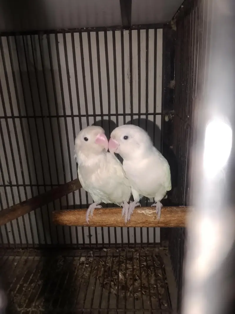 albino black eyes breeder pair for sale — photo 5