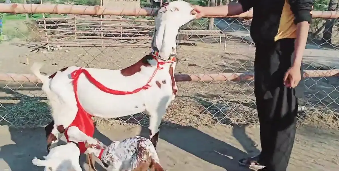 Desi Bakri 3 Bacchon Ka Sath Urgent for sale = O328811O75O — photo 3