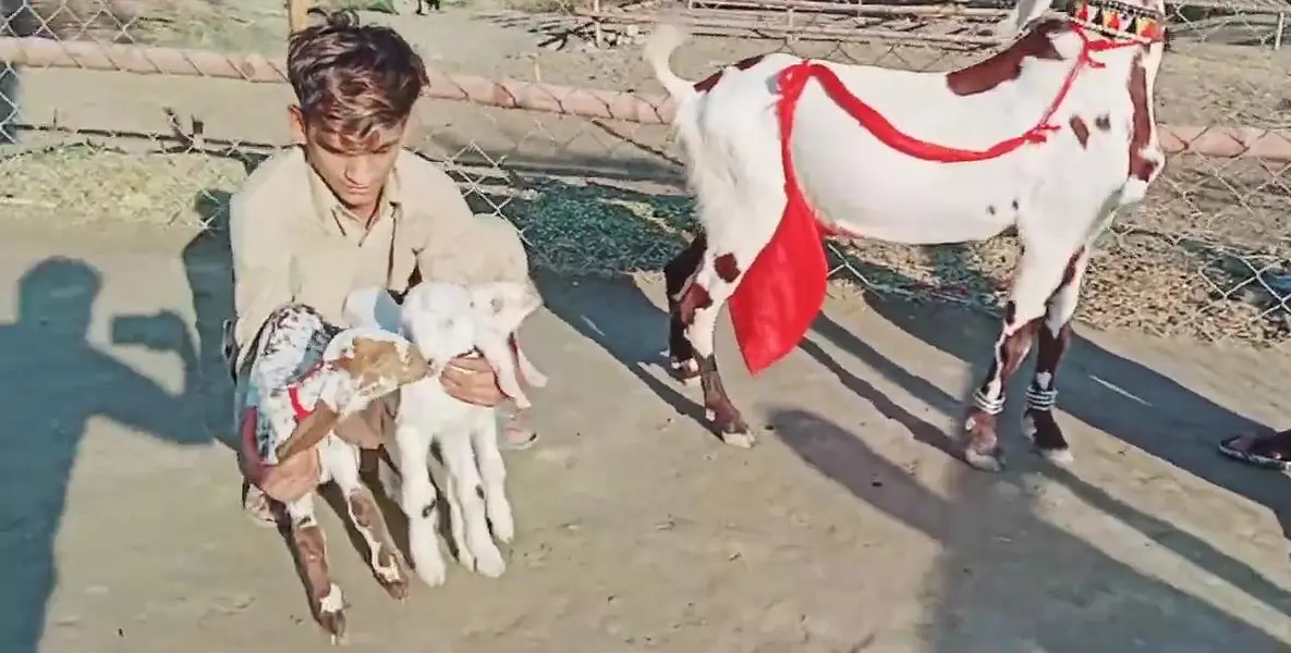 Desi Bakri 3 Bacchon Ka Sath Urgent for sale = O328811O75O — photo 6