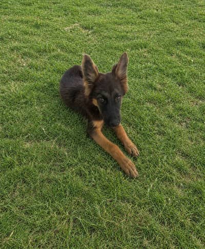 German shephard male puppy