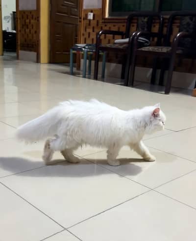 White Persian Punch Face Cat - Triple Coat
