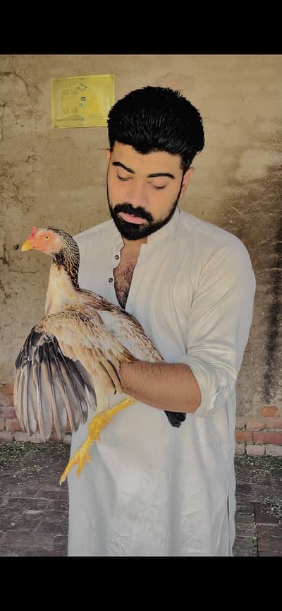 Choras nalio mein jawi madi