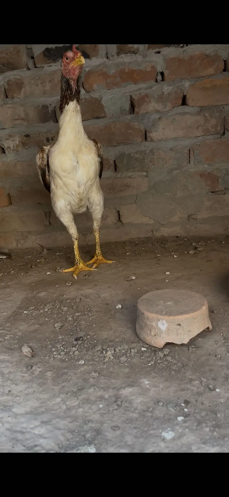 Choras nalio mein jawi madi — photo 4