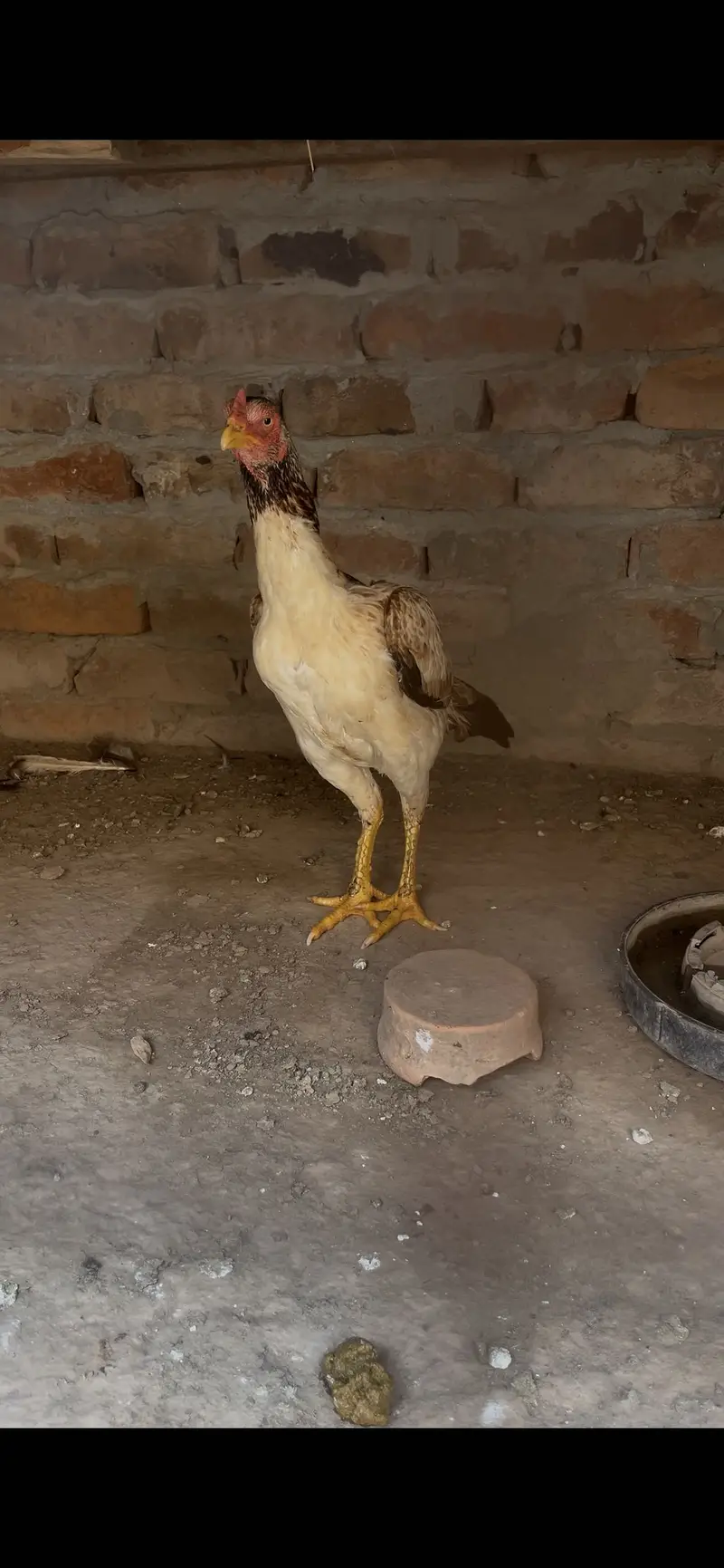 Choras nalio mein jawi madi — photo 5