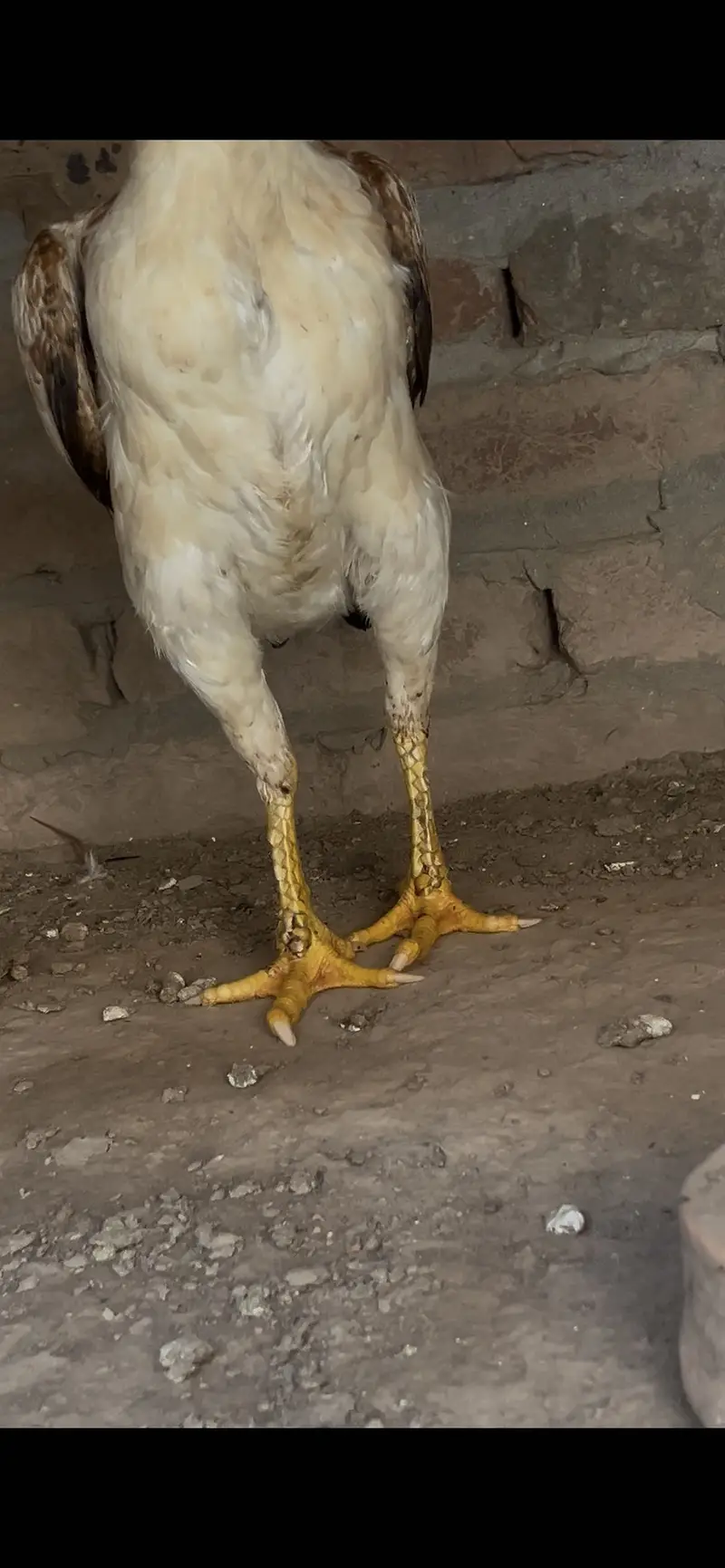 Choras nalio mein jawi madi — photo 6