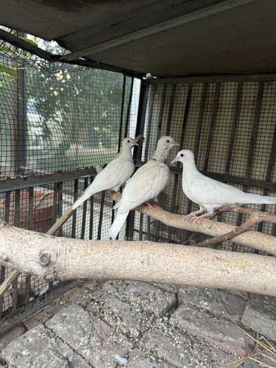 White red eyes Dove. Khumray