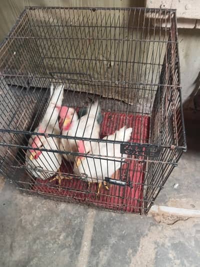 3 murgay for sale