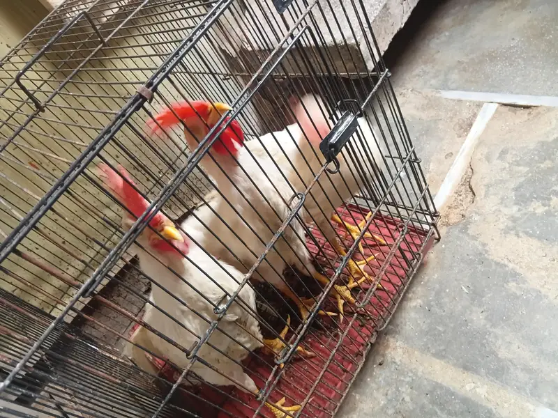 3 murgay for sale — photo 2