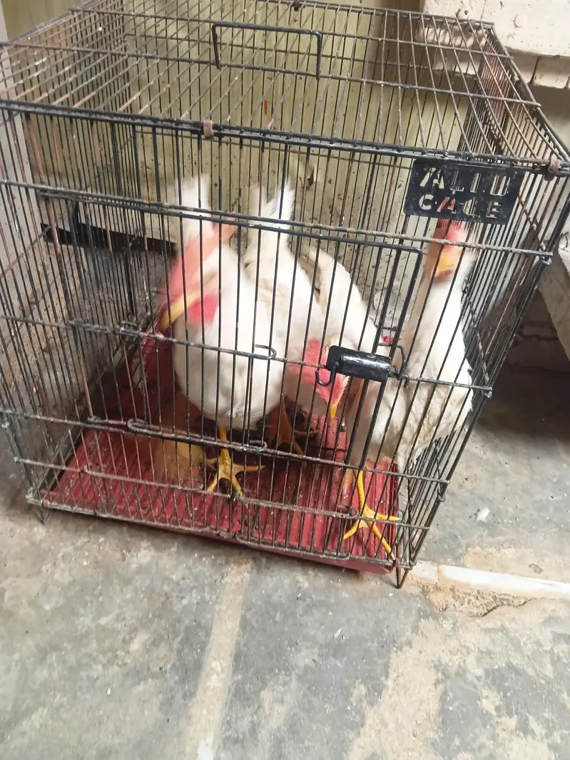 3 murgay for sale — photo 3