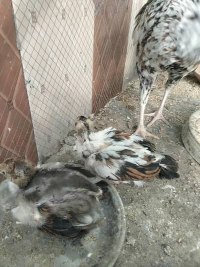 5 Chicks For Sale